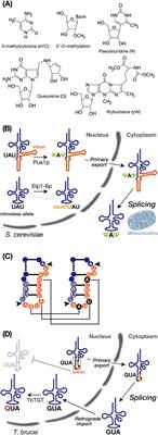 Variation of tRNA modifications with and without intron dependency